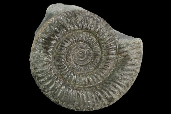 Ammonite (Dactylioceras) Fossil - England #127503